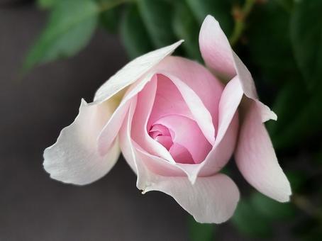 ベランダのバラ・シャリマー 薔薇,バラ,シャリマーの写真素材