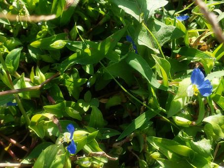 花と雑草 花と雑草の写真
