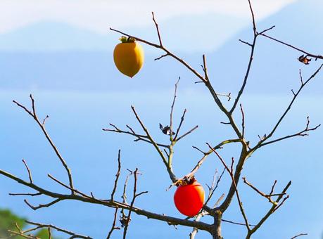 赤い柿の実、オーシャンビュー 赤い柿の実、オーシャンビュー 柿,海,果物の写真素材