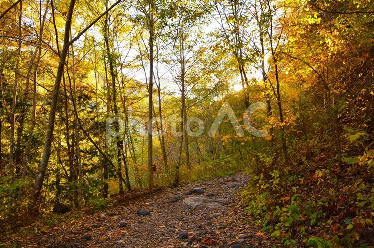 紅葉した木々に差し込む日の光 紅葉,秋,森の写真素材