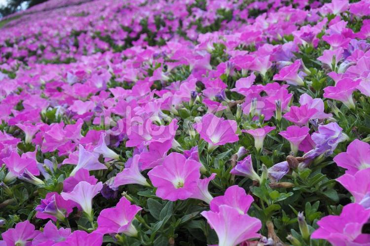 咲き広がる｜ペチュニアの丘 ペチュニア,秋,花の写真素材