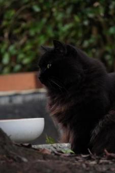 長毛黒猫の横顔 猫,ねこ,ネコの写真素材
