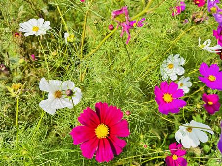 コスモス　コスモスパーク コスモス,秋桜,あきざくらの写真素材