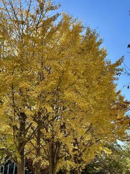 鮮やかなイチョウの黄葉 イチョウ,銀杏,黄葉の写真素材