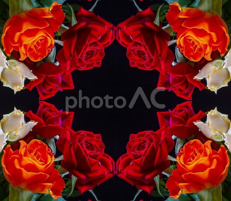 赤をメインとした3色バラ花柄素材 花,赤,バラの写真素材