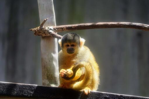 さる さる,サル,動物の写真素材