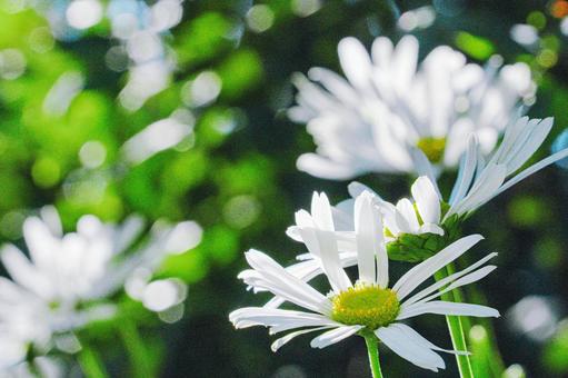 秋の木漏れ日に輝く白いキク科の花３ 秋,花,白の写真素材