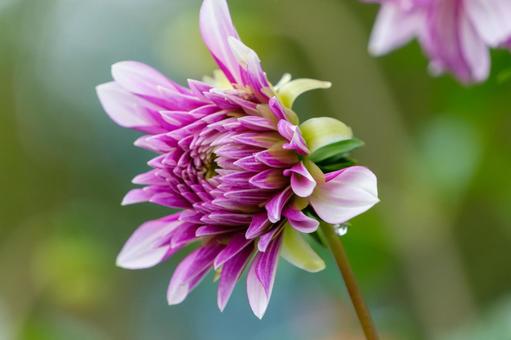 雨上がりのダリア ダリア,花,植物の写真素材
