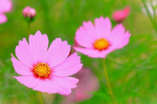 開花した二輪の可憐なコスモスの花 開花した二輪の可憐なコスモスの花 植物,花,コスモスの写真素材
