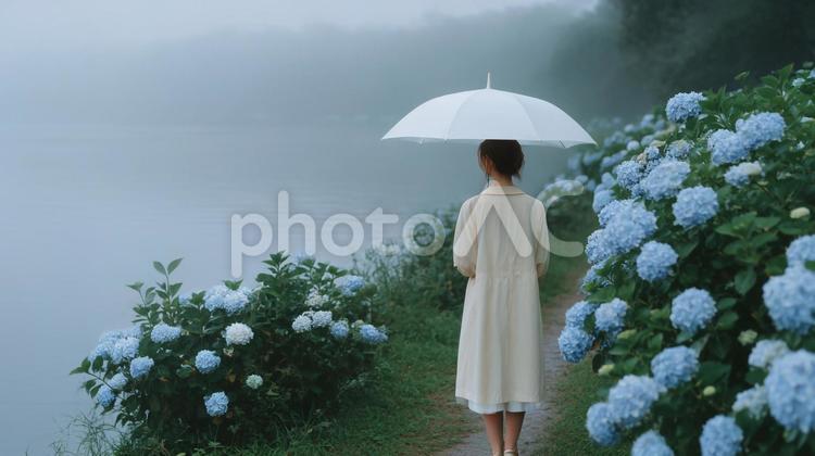川辺に咲くアジサイを見る女性 紫陽花,アジサイ,6月の写真素材