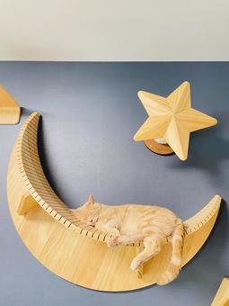 キャットウォーク月 ネコ,お昼寝,キャットウォークの写真素材