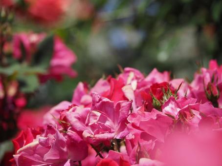 薔薇 薔薇の写真