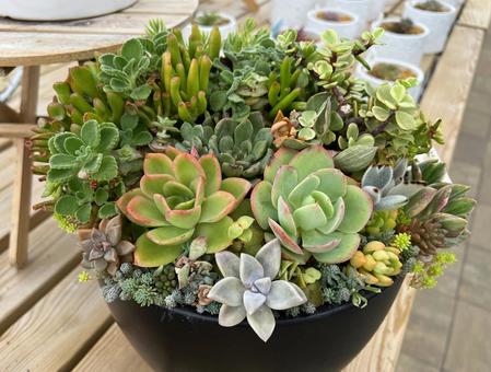 多肉植物 寄せ植え 多肉植物 寄せ植え 多肉植物,寄せ植え,ぷにぷにの写真素材
