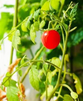 トマト トマトの写真