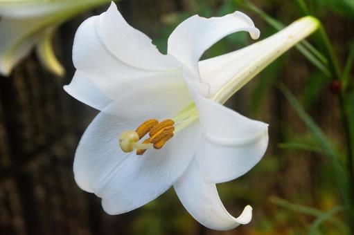 白い百合の花 白い百合の花 百合,ユリ,純血の写真素材