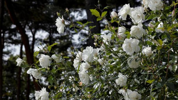 【花の写真】ばらの花 rose,植物,園芸の写真素材