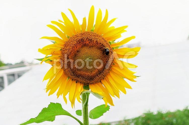ひまわり　sunflower ひまわり,向日葵,ヒマワリの写真素材