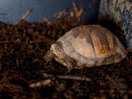 ミツユビハコガメのアップ ミツユビハコガメのアップの写真