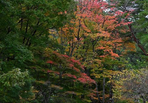 緑の中で美しく色づく木々1 木々,紅葉,黄葉の写真素材