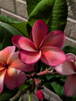 プルメリア プルメリア プルメリア,花,夏の写真素材