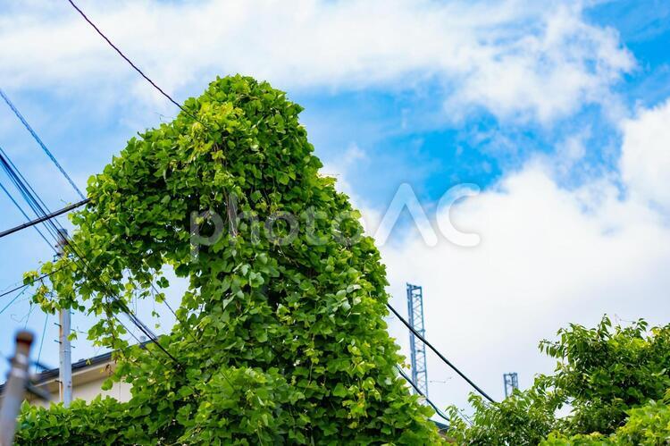 ある暑い夏の日 夏,青空,空の写真素材