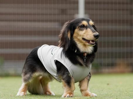ミニチュアダックスのポートレート ミニチュアダックスのポートレート 犬,ミニチュアダックス,dogの写真素材
