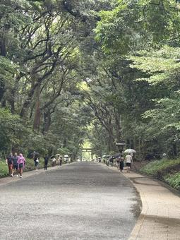 木漏れ日が揺れる、神聖な参道 木漏れ日が揺れる、神聖な参道の写真