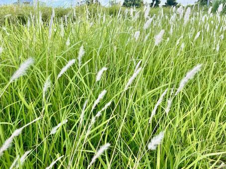 雑草 自然 植物 雑草 自然 植物の写真