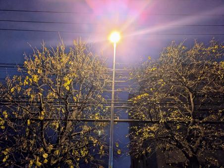 早朝の街に輝く電灯の写真