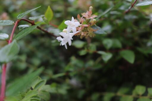 道端の白い花の写真