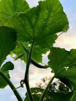 キュウリ　 胡瓜,ウリ科,キュウリ属の写真素材