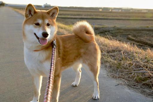 散歩中の柴犬 散歩中の柴犬の写真