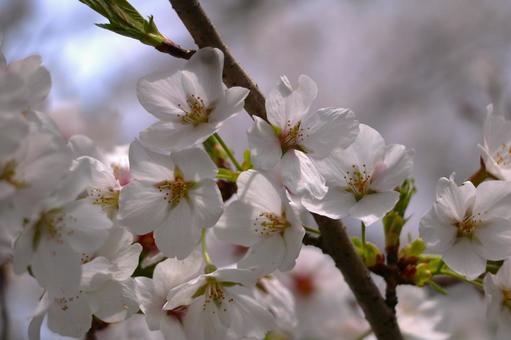 桜 桜 春,桜,花見の写真素材