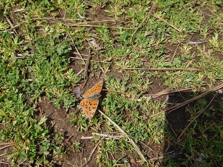キタテハ キタテハ,虫,昆虫の写真素材
