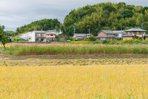 黄金色の田んぼのとカラフルなコスモス畑 黄金色の田んぼのとカラフルなコスモス畑 田んぼ,田園,稲の写真素材