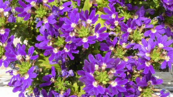 Scaevola Flower Touch Purple, JPG