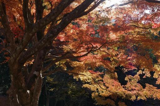 熊本県球磨郡あさぎり町の上村城跡の紅葉 熊本県,球磨郡,あさぎり町の写真素材