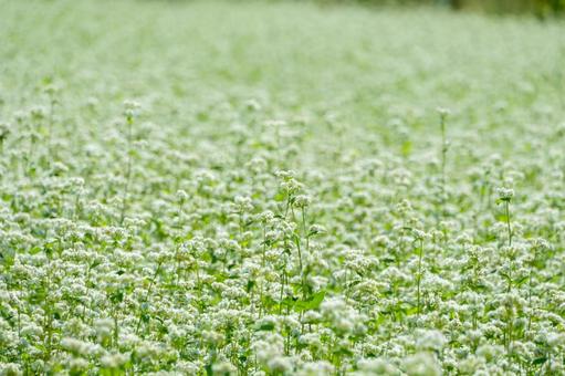 一面に咲く白い蕎麦の花畑 一面に咲く白い蕎麦の花畑 蕎麦,花,白の写真素材