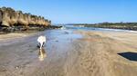 波津海岸を駆けるフレブル フレンチブルドッグ,犬,波津海岸の写真素材