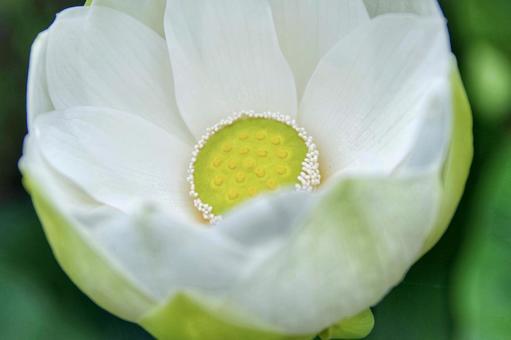 佐賀城のお堀に咲くハス ハス,真っ白,蓮水の写真素材