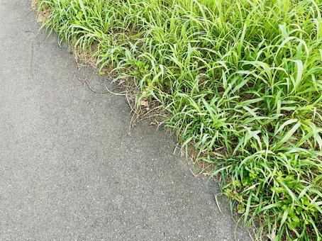 道端の雑草 道端の雑草 雑草,草,道草の写真素材
