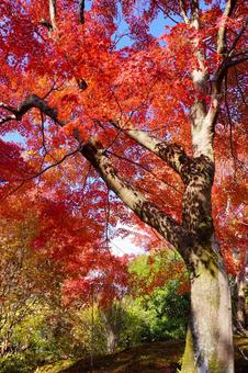 紅葉（京都・嵐山） 秋,紅葉,庭園の写真素材