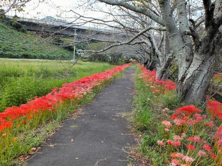 第二東名高速道路の麓のヒガンバナの満開 第二東名高速道路の麓のヒガンバナの満開 ヒガンバナ,曼殊沙華,赤い花の写真素材