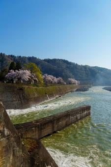 250426西大滝ダムの桜 250426西大滝ダムの桜の写真