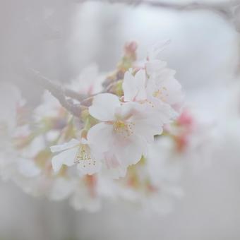 Sakura, JPG Sakura, JPG