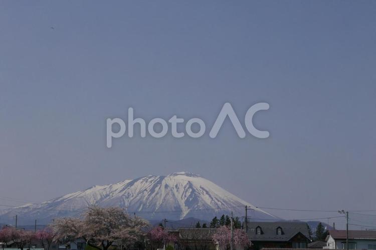 前九年の役公園から見た残雪の春の岩手山 桜,春,前九年の役公園の写真素材