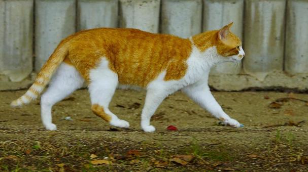Photo, cat, animal, landscape, 