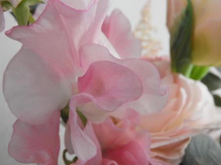 スイトピー スイトピーの写真