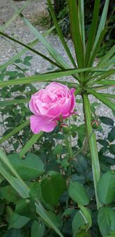 薔薇 薔薇,ピンク,花の写真素材