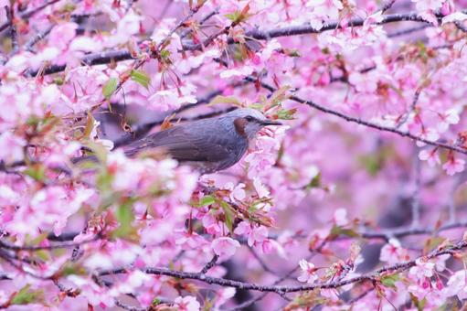 満開の美しい桜とヒヨドリ 鳥,ヒヨドリ,春の写真素材